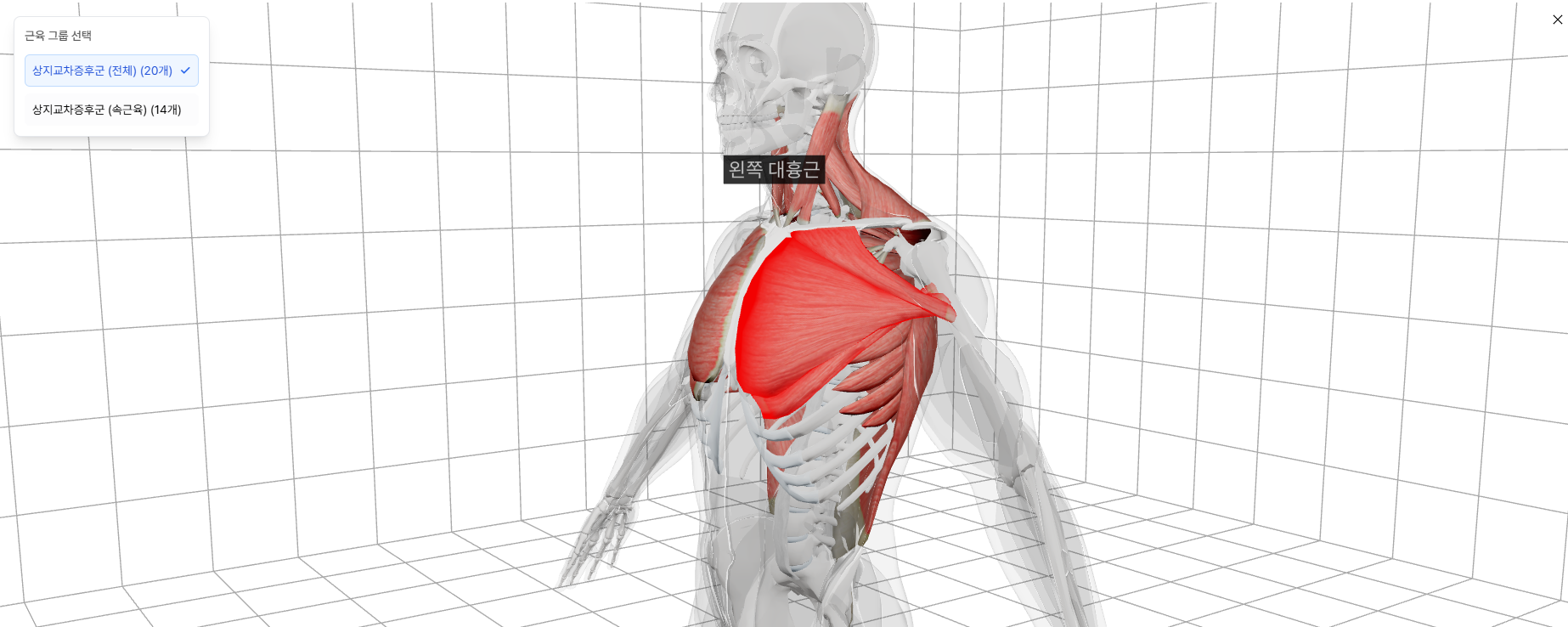 라운드 숄더 관련 근육 보기