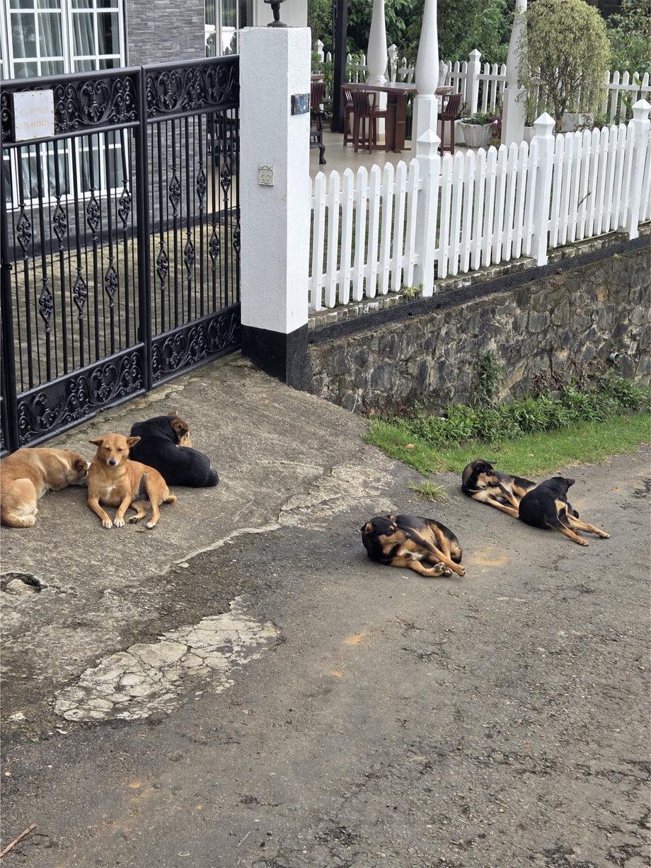귀여운 강아지들