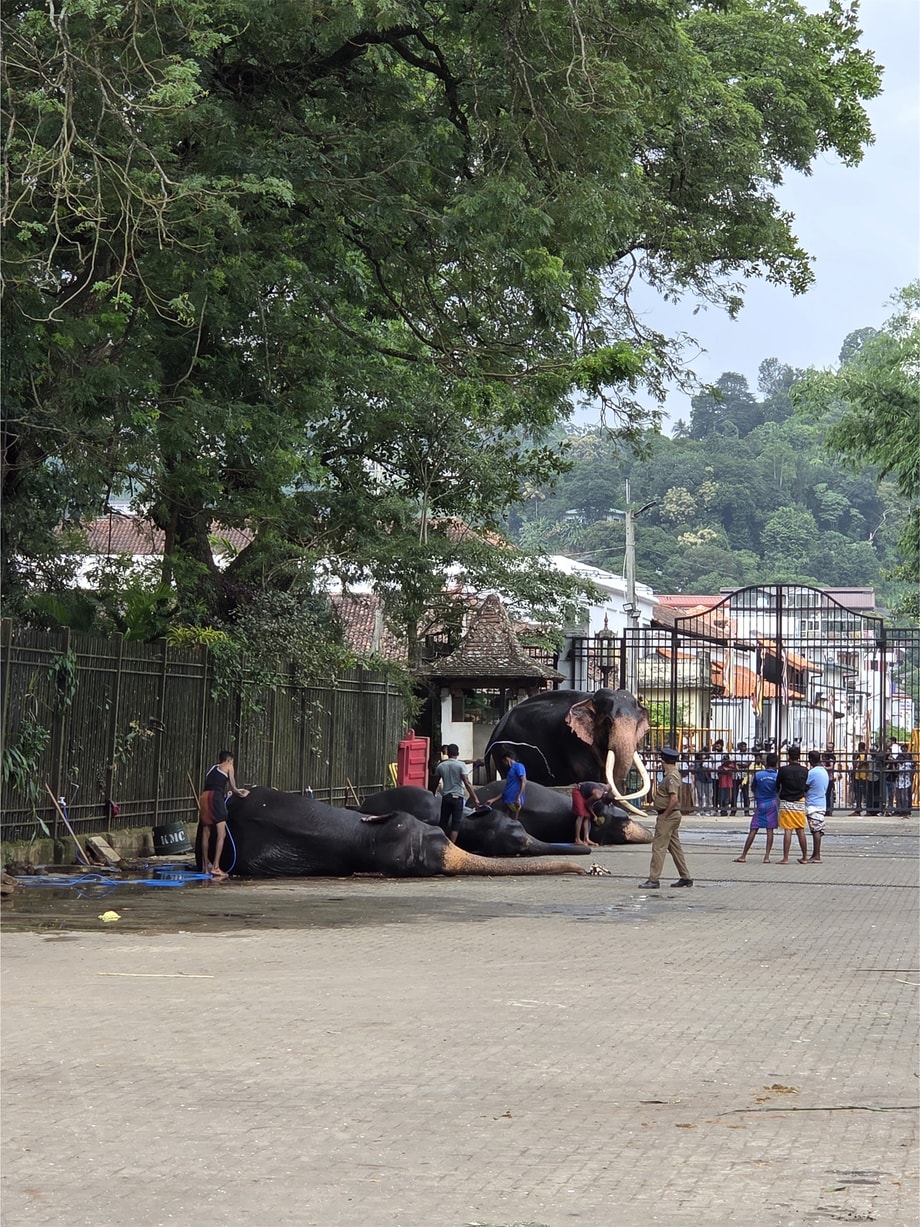 누워서 목욕하는 팔자좋은 코끼리