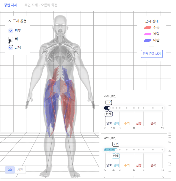 3D 근육 모델 시뮬레이션